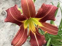 50 hemerocallis - afbeelding 1 van  3