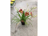 50 hemerocallis - afbeelding 3 van  3