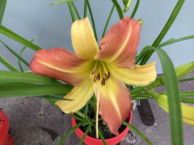 50 hemerocallis - afbeelding 2 van  3