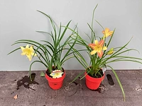 50 hemerocallis - afbeelding 3 van  3