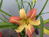 50 hemerocallis - afbeelding 1 van  3