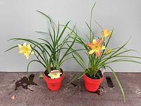 50 hemerocallis - afbeelding 3 van  3