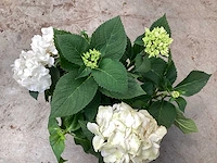 50 hortensia wit - afbeelding 4 van  4