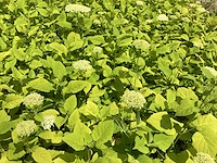 50 hydrangea annabelle - afbeelding 1 van  3