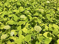 50 hydrangea annabelle - afbeelding 1 van  3