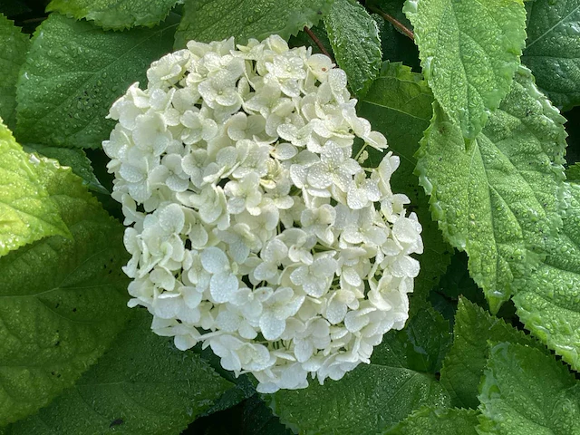 50 hydrangea annabelle - afbeelding 1 van  4