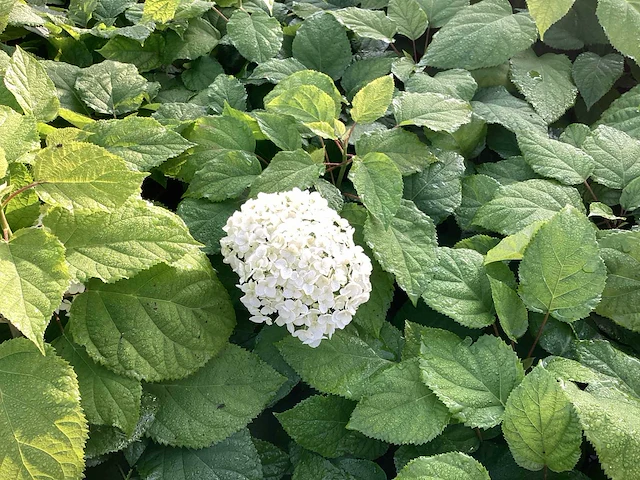 50 hydrangea annabelle - afbeelding 2 van  4