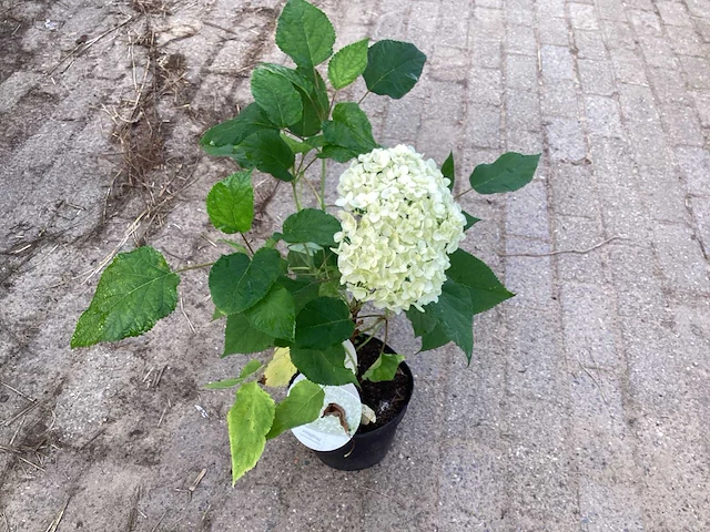 50 hydrangea annabelle - afbeelding 3 van  4