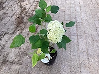 50 hydrangea annabelle - afbeelding 3 van  4