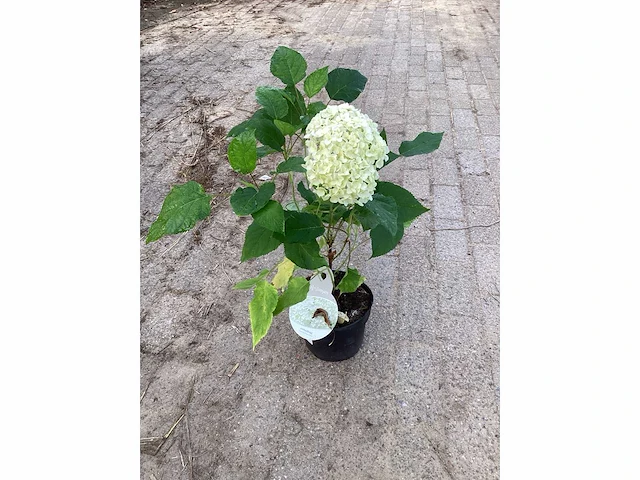 50 hydrangea annabelle - afbeelding 4 van  4