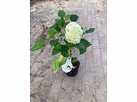 50 hydrangea annabelle - afbeelding 4 van  4