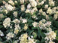 50 hydrangea lime light - afbeelding 1 van  3