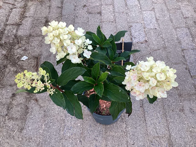 50 hydrangea lime light - afbeelding 2 van  3