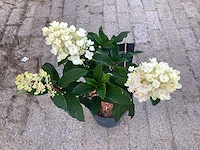 50 hydrangea lime light - afbeelding 2 van  3