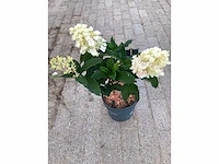 50 hydrangea lime light - afbeelding 3 van  3