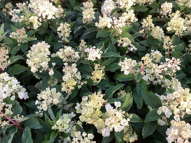 50 hydrangea lime light - afbeelding 1 van  3