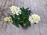 50 hydrangea lime light - afbeelding 2 van  3