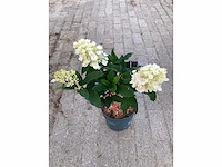 50 hydrangea lime light - afbeelding 3 van  3