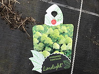 50 hydrangea lime light - afbeelding 1 van  3