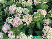 50 hydrangea paniculata - afbeelding 1 van  3