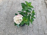 50 hydrangea paniculata - afbeelding 2 van  3