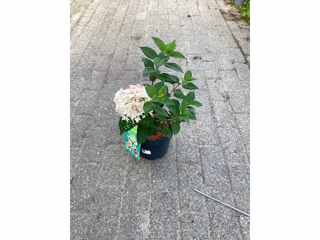 50 hydrangea paniculata - afbeelding 3 van  3