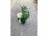 50 hydrangea paniculata - afbeelding 3 van  3