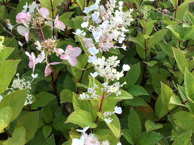 50 hydrangea pinky winky - afbeelding 1 van  2