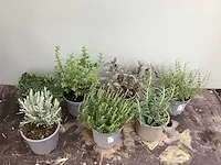 50 kruiden mix - afbeelding 1 van  1