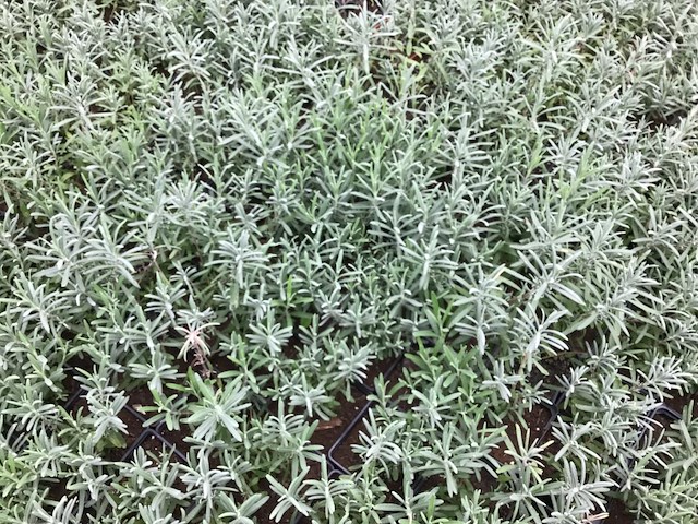 50 lavendel potmaat p9 - afbeelding 2 van  2