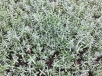 50 lavendel potmaat p9 - afbeelding 2 van  2