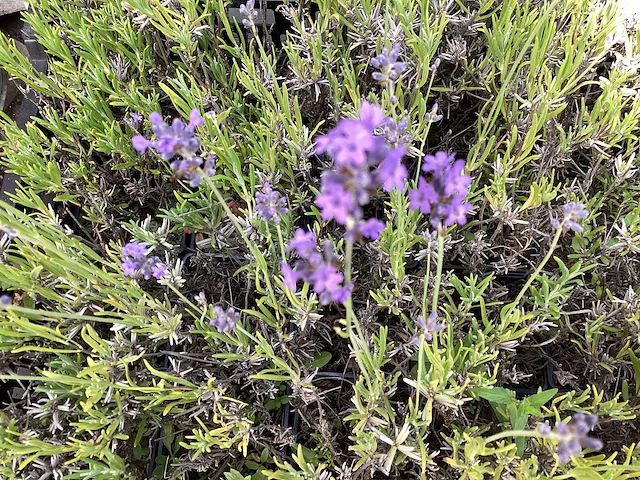 50 lavendel - afbeelding 1 van  2