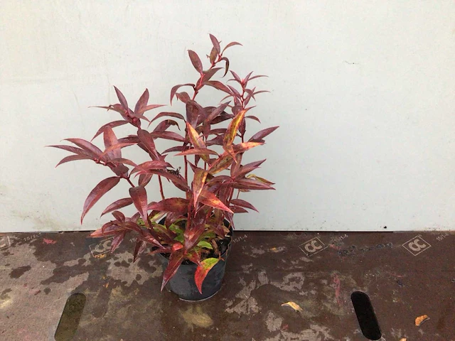 50 leucothoe - afbeelding 1 van  2