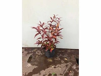 50 leucothoe - afbeelding 2 van  2