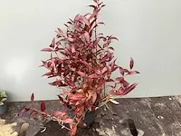 50 leucothoe - afbeelding 1 van  2