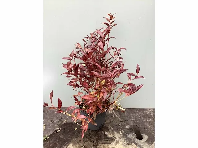 50 leucothoe - afbeelding 2 van  2