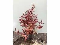 50 leucothoe - afbeelding 2 van  2