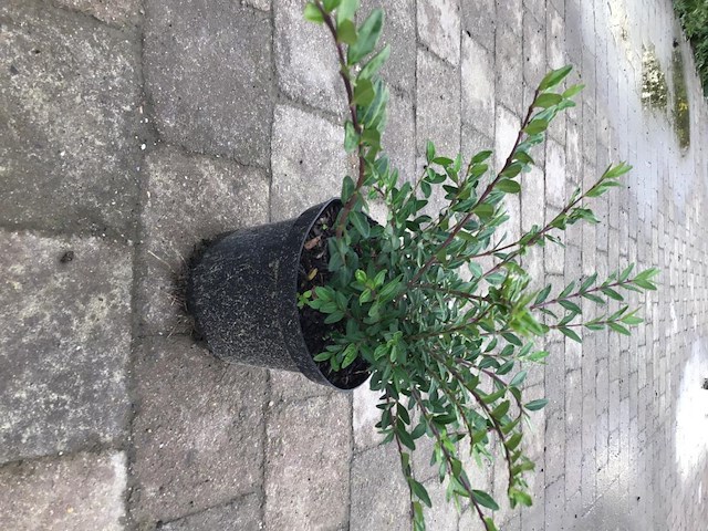 50 lonicera - afbeelding 2 van  2