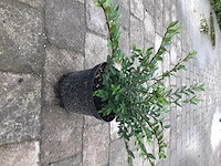 50 lonicera - afbeelding 2 van  2