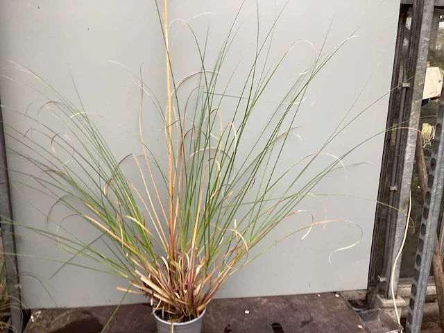 50 pampa’s, 50 pennesetum hamelen, 50 carex, 50 festuca glauca - afbeelding 1 van  6