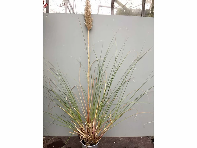 50 pampa’s, 50 pennesetum hamelen, 50 carex, 50 festuca glauca - afbeelding 2 van  6