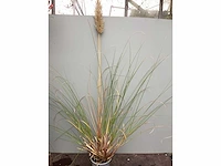 50 pampa’s, 50 pennesetum hamelen, 50 carex, 50 festuca glauca - afbeelding 2 van  6