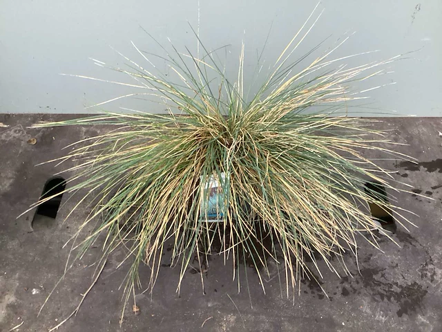 50 pampa’s, 50 pennesetum hamelen, 50 carex, 50 festuca glauca - afbeelding 3 van  6