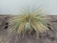 50 pampa’s, 50 pennesetum hamelen, 50 carex, 50 festuca glauca - afbeelding 3 van  6