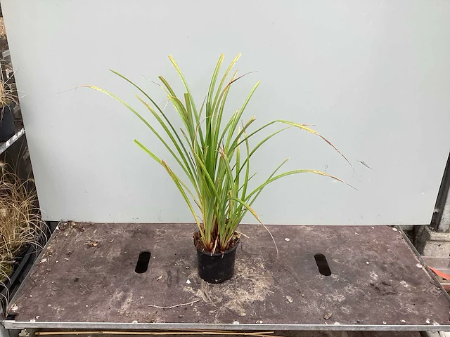 50 pampa’s, 50 pennesetum hamelen, 50 carex, 50 festuca glauca - afbeelding 6 van  6