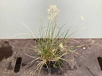 50 pennesetum little bunny, 50 carex , 50 festuca glauca, 50 liriope
