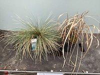 50 pennesetum little bunny, 50 carex , 50 festuca glauca, 50 liriope - afbeelding 2 van  5