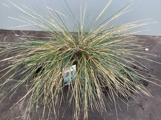 50 pennesetum little bunny, 50 carex , 50 festuca glauca, 50 liriope - afbeelding 3 van  5