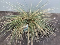 50 pennesetum little bunny, 50 carex , 50 festuca glauca, 50 liriope - afbeelding 3 van  5