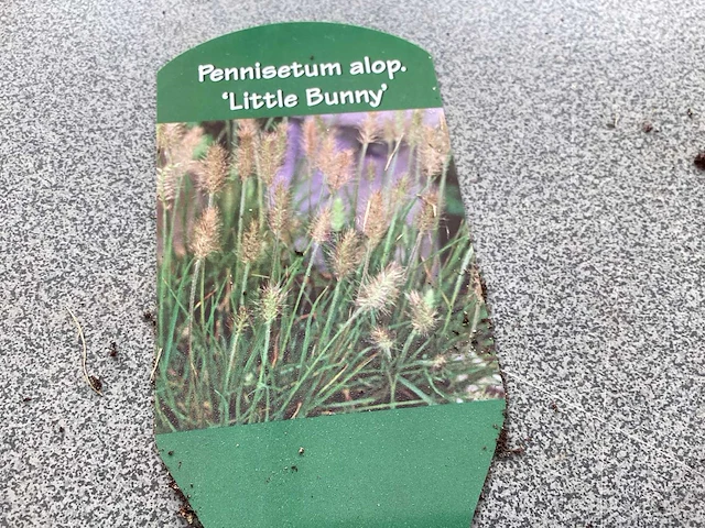 50 pennesetum little bunny - afbeelding 1 van  2